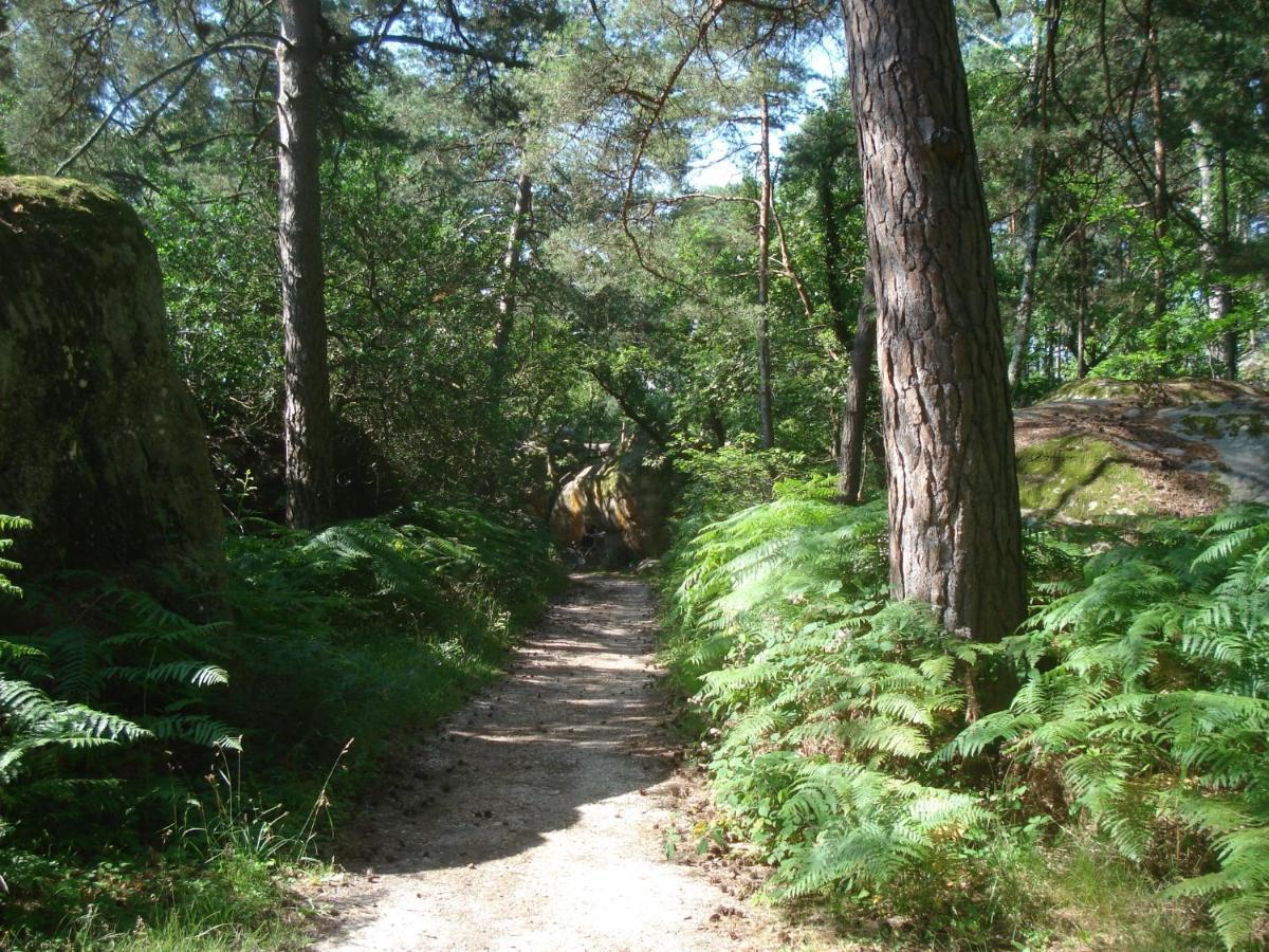 Les Premices De La Foret