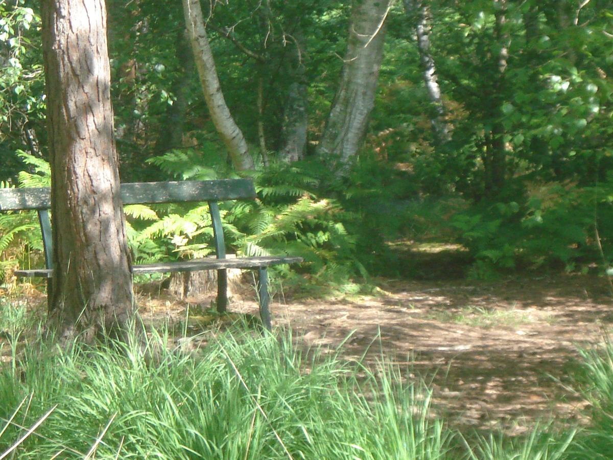 Les Premices De La Foret *